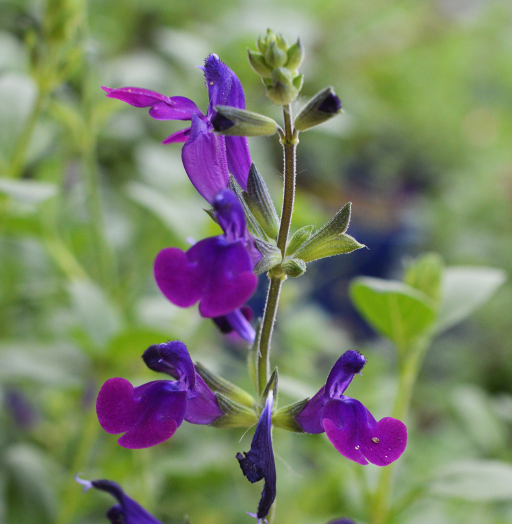 Salvia Violette de Loire
